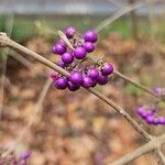 Callicarpa americana 果實