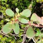 Portulaca oleracea Leaf