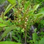 Guioa glauca Fruto