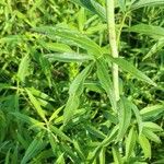 Coreopsis tripteris Blad