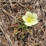 Monsonia longipes Blomma