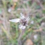 Catananche caerulea Gyümölcs