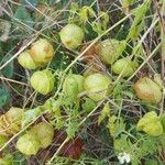 Cardiospermum halicacabum Fruit