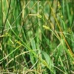 Carex distans Habitat