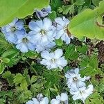 Gentiana nipponica 花