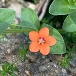 Lysimachia arvensisBlomma