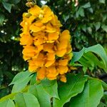 Cenostigma tocantinum പുഷ്പം