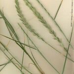 Elymus repens Other