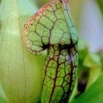 Sarracenia leucophylla Hoja