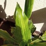 Dracaena arborea Hoja