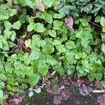 Epimedium alpinum Costuma