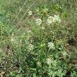 Peucedanum oreoselinum Habit