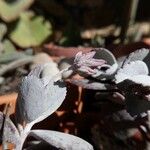 Kalanchoe pumila Blatt