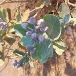 Calotropis gigantea Flor