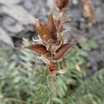 Oxytropis campestris Ffrwyth