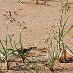 Bolboschoenus glaucus Habit