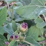 Arctium minusപുഷ്പം