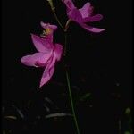 Calopogon tuberosus Blomma