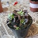 Graptopetalum rusbyi ഇല