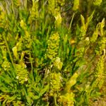 Lavandula viridis Květ