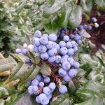 Berberis aquifolium Fruit