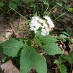 Ageratina altissimaফুল