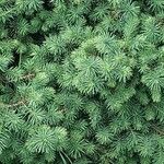 Picea glauca Frunză