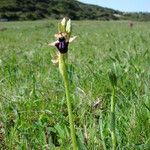 Ophrys incubacea Habitat