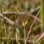 Carex pauciflora Arall