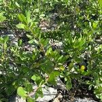 Jatropha dioica Blad