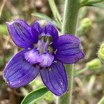 Delphinium staphisagria Blüte