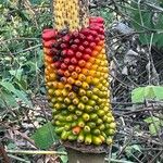 Amorphophallus paeoniifolius Gyümölcs