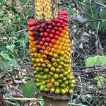 Amorphophallus paeoniifolius Flor