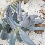 Pachyphytum werdermanniiLeaf