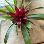 Guzmania lingulata পাতা