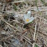 Crocus vernusBlomst