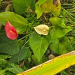 Anthurium formosum പുഷ്പം