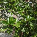 Ilex meserveae Folha