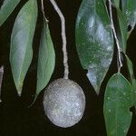 Leonia glycycarpa Fruto
