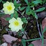 Oenothera biennis花