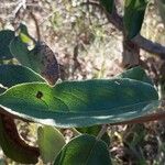 Hyptidendron canum Leaf