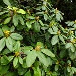 Rhododendron aureum Hoja