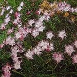 Dianthus hyssopifolius Habitus