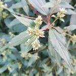 Ageratina riparia 花