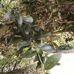 Garrya elliptica Yaprak