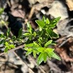 Rubia fruticosa Hoja