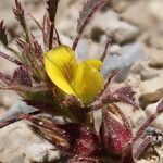 Ononis pusilla Flower