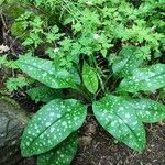 Pulmonaria saccharata Leaf