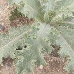 Gundelia tournefortii Leaf