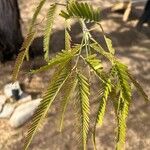 Prosopis velutina Hoja